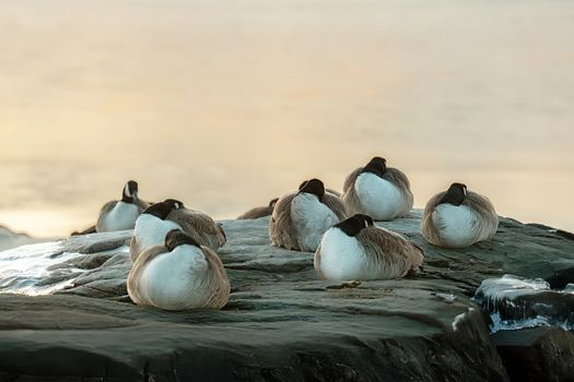 Kuvituskuva uutiseen: Harakan luontokeskus rauhoittaa hanhikohtaamisia kepeillä (harakka, valkoposkihanhi)